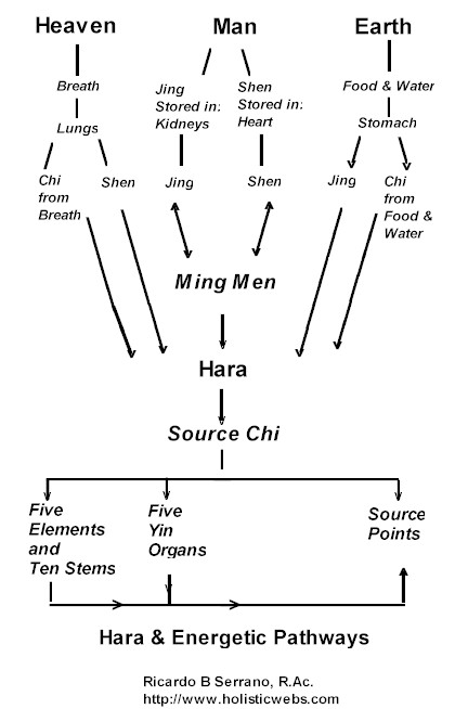 hara_energetic_pathways.jpg