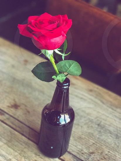 Photo by Hayley Richards, - Indoor, day, colour, vertical, portrait, red  rose, flower, romance, romantic, brown, glass, bottle, leaves, foliage,  pub, ...