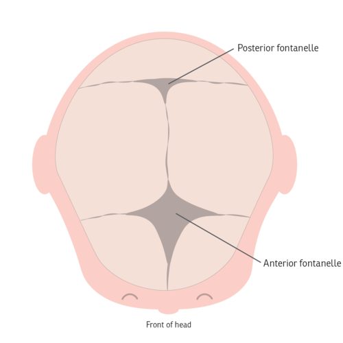 fontanelle-illustration-9f6ac1.png