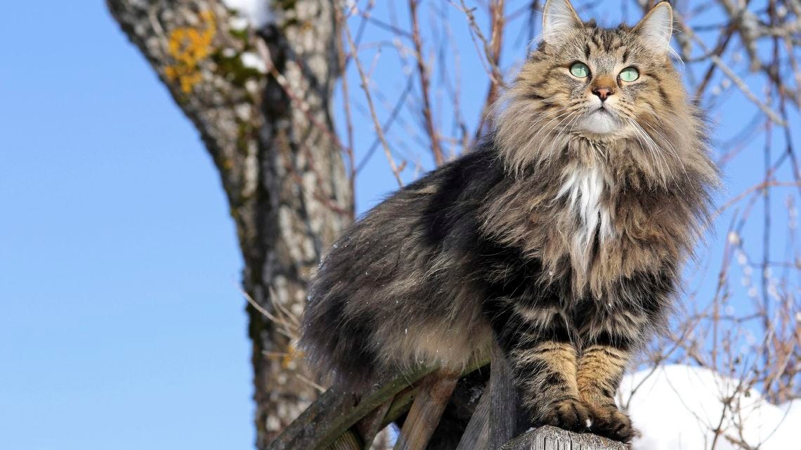 Get to Know The Norwegian Forest Cats, One of The Most Majestic Creatures |  by Alma J. | Medium