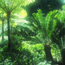 Image result for cycads forest