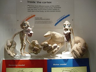 Cortical homunculus - Wikipedia