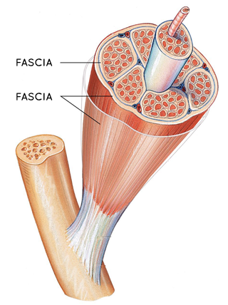 fascia.png