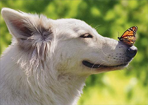 BUTTERFLY ON DOG'S NOSE CARD - Over the Rainbow