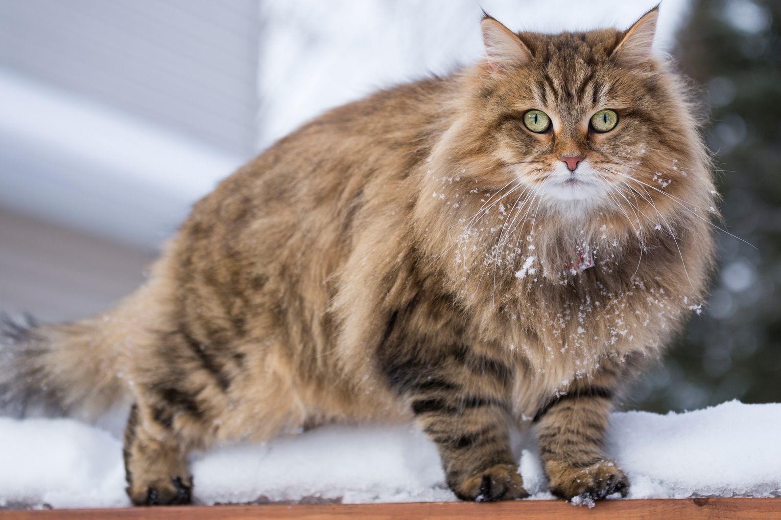 Siberian Cat: Breed Profile, Characteristics, & Care