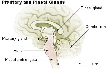 pituitary_pineal_glands.jpg.5fde75f438cd55db4a35d19bc322116d.jpg