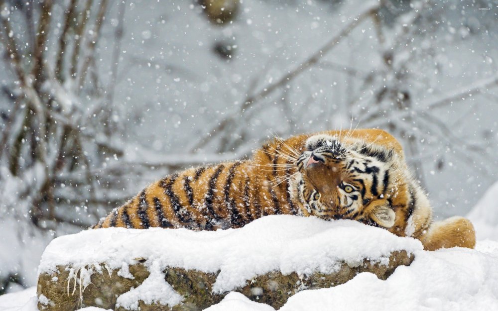 tiger-rolling-in-snow-33722-2560x1600.jpg