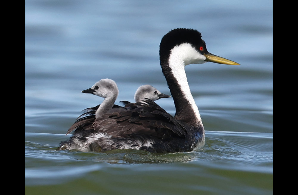 240517-Ed-Oswalt-Grebe-family-Clear-Lake.jpg