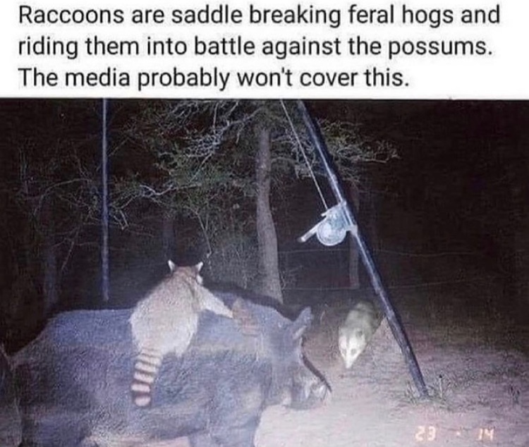 6665b693dd4e7_raccoonbattleboar.jpeg.acdf7d0f339e7740248f43335b2deff3.jpeg