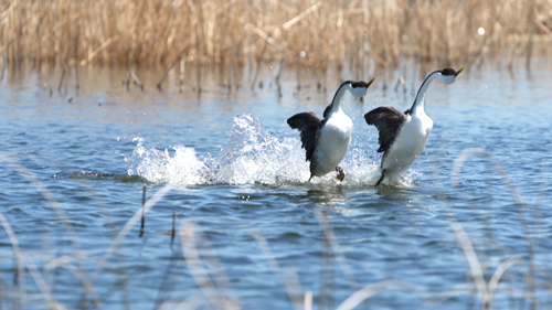 674270f13fe09_241123-DevinKrinke-grebes.jpg.93d9012d44fe73d225b61fe91b711606.jpg